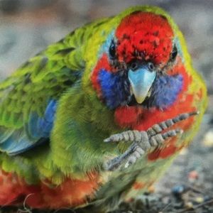 Meet your Posher, Sammy